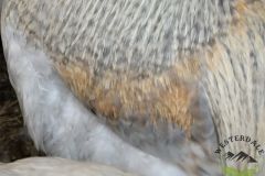 IO1