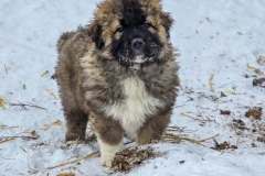 sarplaninac001