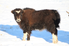 Tibetan-Yaks14