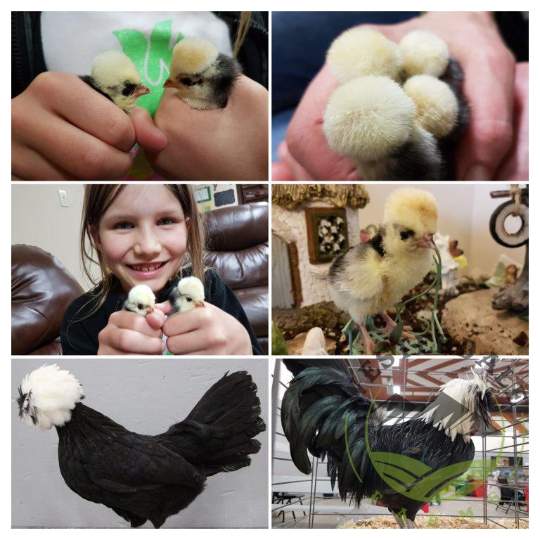 White Crested Black Polish Bantams – Westerdale Farms