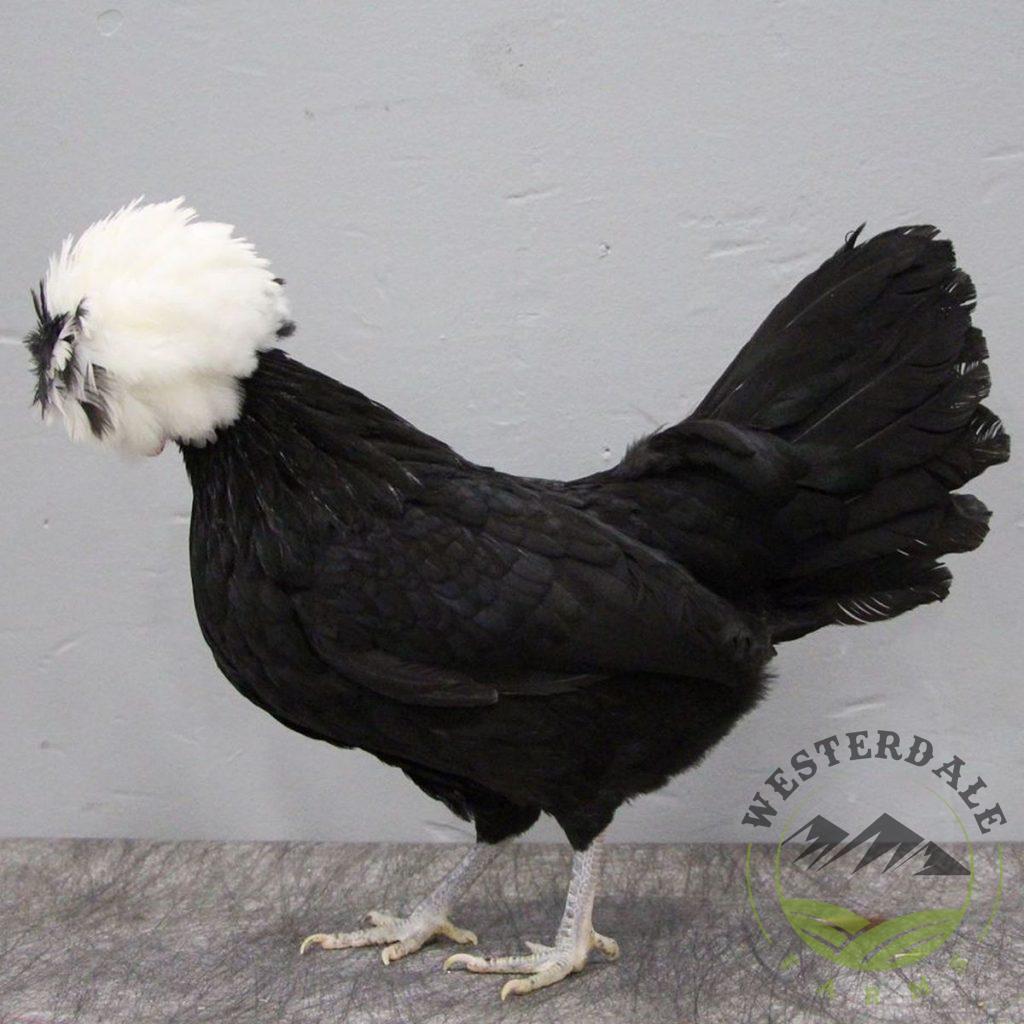 White Crested Black Polish Bantams Westerdale Farms