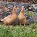 Buff Ducks
