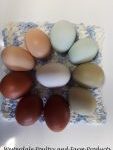 2027 Chicks and Hatching Eggs Available Weekly Until the fall.