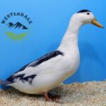 Magpie Ducks