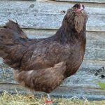 Chocolate Ameraucana