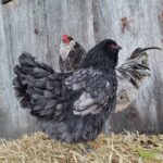 Ameraucana (BBS)