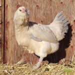 Isabel Ameraucana