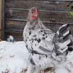Silverudd’s Blue Swedish Isbar