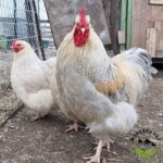 Isabel Cuckoo Orpington