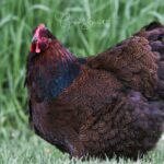 Partridge Cochin