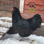 Black Ameraucana