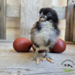 Black Copper Marans