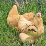 Buff Orpington