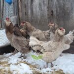 Mauve Ameraucana