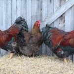 Partridge Wyandotte