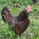 Speckled Sussex