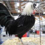 White Crested Black Polish Bantams