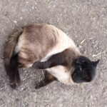 Siamese Cats